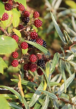 灣,水果,紅色
