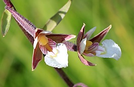 沼泽花瓣,兰花,野花