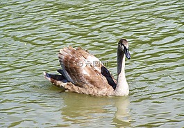天鵝小雞,年輕的水鳥(niǎo),水禽
