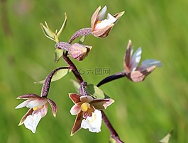 沼泽花瓣,兰花,野花