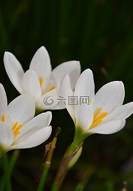 花的,植物,自然