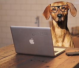 狗,筆記本電腦,計算機