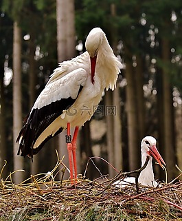 鸛,飛,鳥