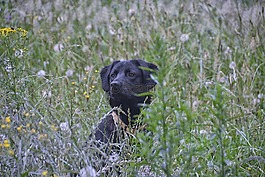 狗,犬,拉布拉多
