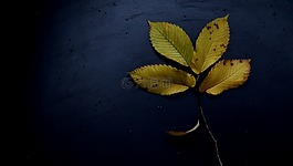 葉子,秋,多彩