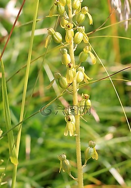 兩個刀片,蘭花,野花