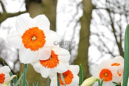 盛開,花,花園