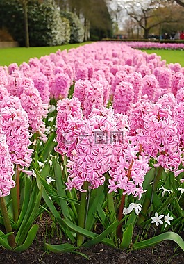 野花,鮮花,花的