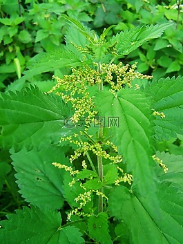 荨麻,阿格拉植物,野花