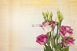 粉红色的桔梗,花贺卡,花