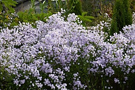 herbstaster,鮮花,盛開