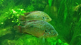 魚,水族館,動(dòng)物