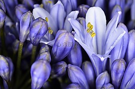 agapanthus,關(guān)閉,性質(zhì)