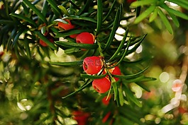 歐洲紅豆杉,紅豆杉山定子,食物植物