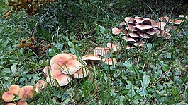 蘑菇,多彩,菌類