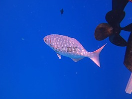 魚(yú),夏威夷,海