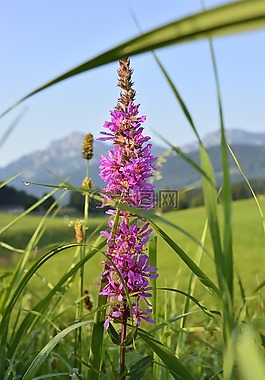 花,草地,鮮花