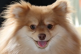 狗,動物,小狗
