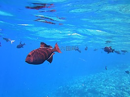 鱼,浮潜,假期