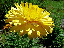 花,黃色,性質(zhì)