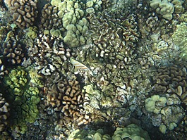 魚,夏威夷,火山