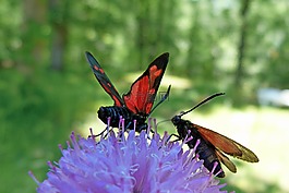 昆虫,zygaena purpuralis,蝴蝶