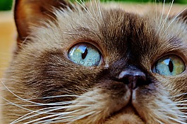 英国短毛猫,休息,轻松