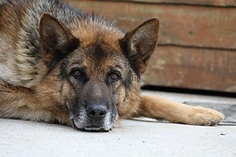 狗,canido,宠物