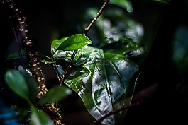 葉,在法院的,植物