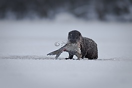 雪,冬天,冷