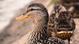 鴨,鳥,頭