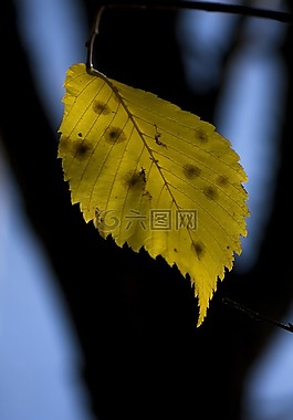 葉,秋,性質(zhì)