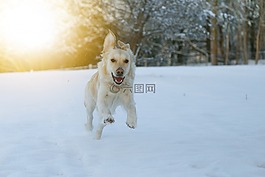 狗,競賽,雪