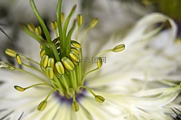 在綠色的處女,名單,花