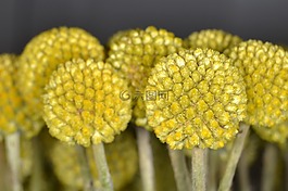 craspedia,schnittblume,floristry