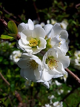 鮮花,春,性質(zhì)