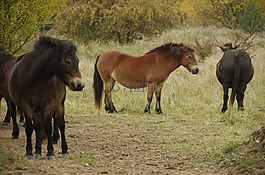 野馬,馬,動物