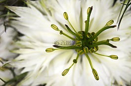 在綠色的處女,名單,花
