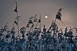 太陽,雜草,日落