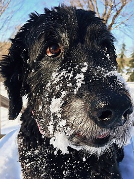 狗,goldendoodle,宠物