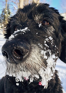狗,goldendoodle,宠物