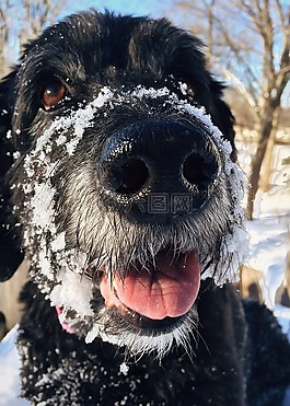 狗,goldendoodle,宠物