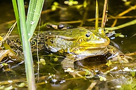 青蛙,水蛙,兩棲類動物
