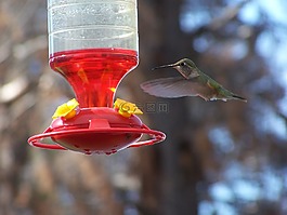 蜂鳥,鳥,野生動物