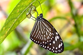 蝴蝶,蛾,昆蟲