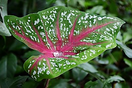 雨下落,水,一滴水