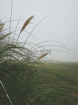 霧,草,雜草