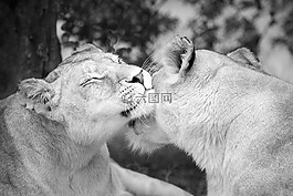 母狮的感情,狮子,女性