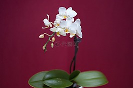 蘭花,花,白