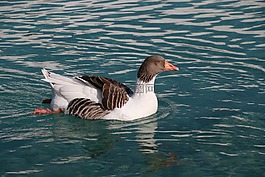 鴨,海洋,鳥(niǎo)